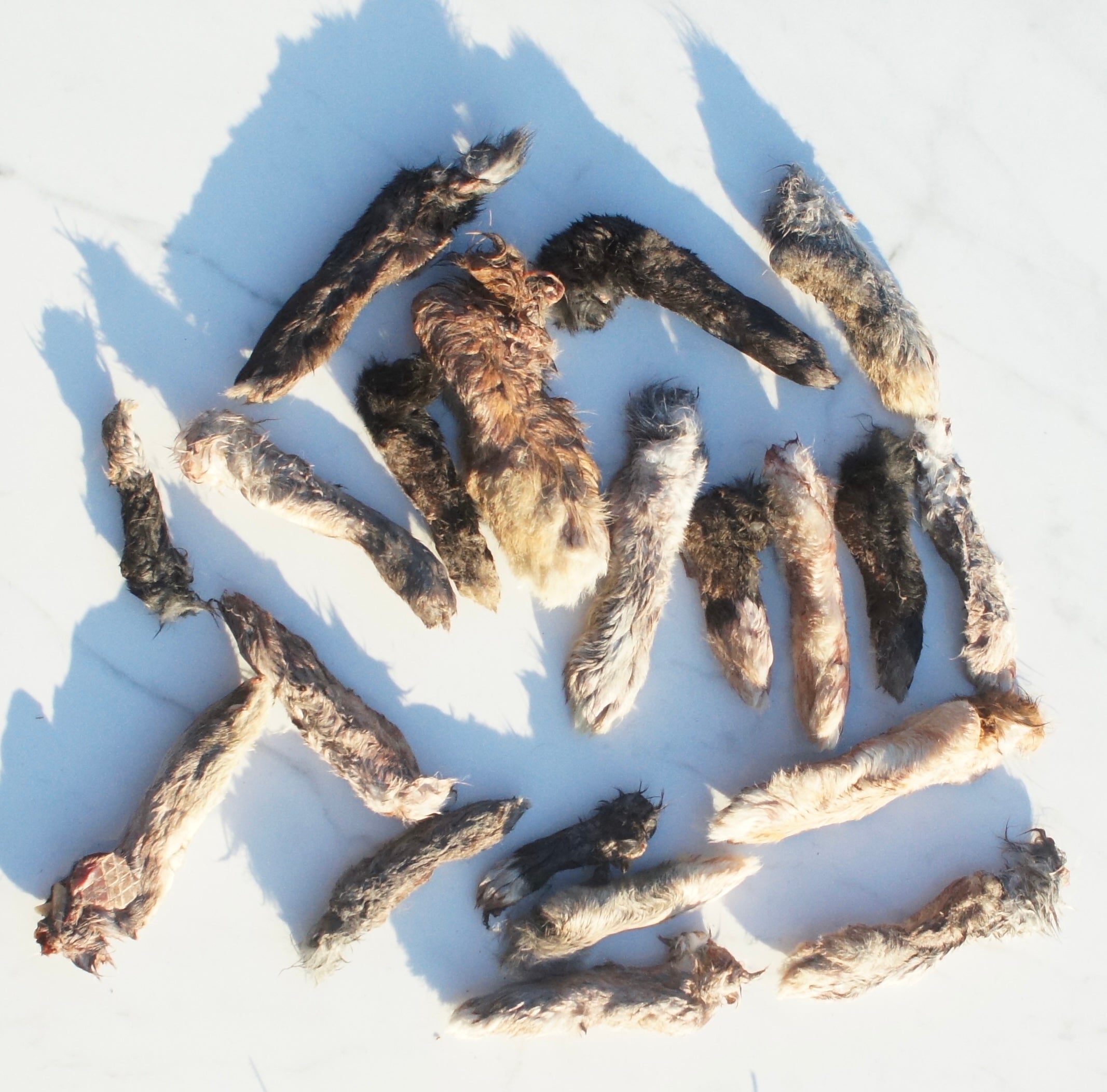 Dehydrated Rabbit's Foot (5PK+)