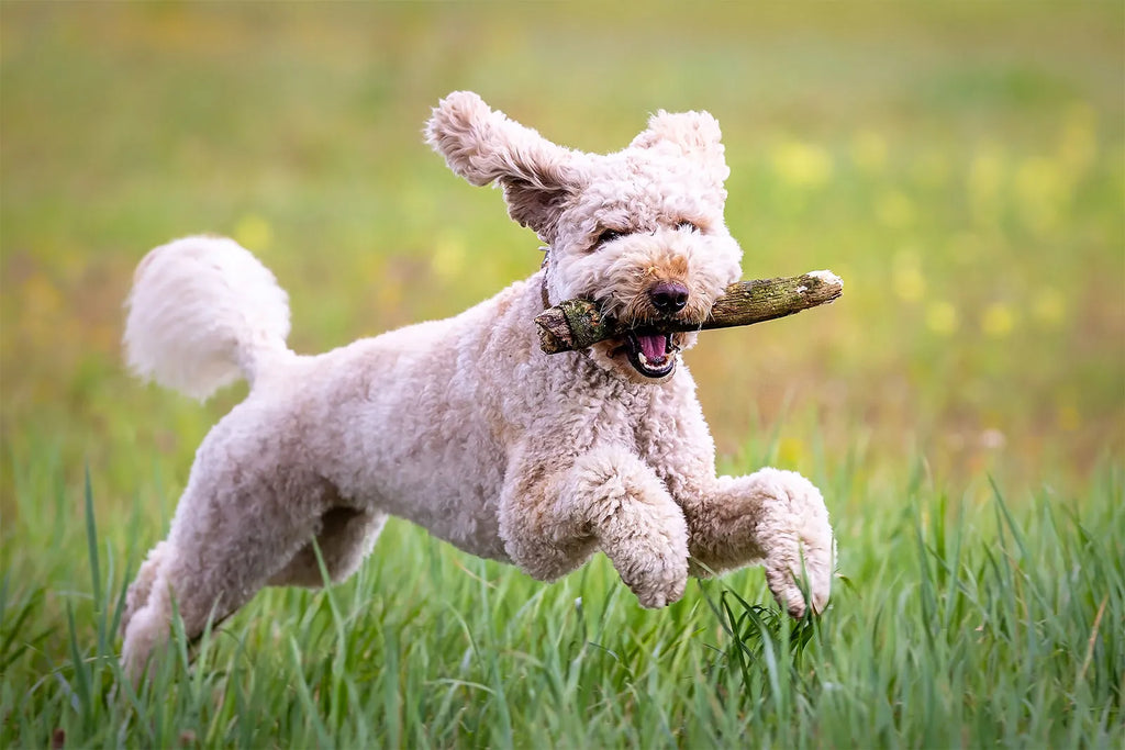 an alternative to Milkbone treats; healthy and minimal ingredients; tasty and healthy treats for your dog; healthy dog bone treats